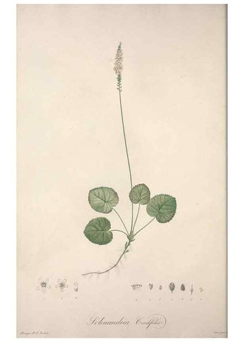 Reproducción/Reproduction 49498962928: Jardin de la Malmaison. A Paris :De l'imprimerie de Crapelet, et se trouve chez l'auteur ...,1803-1804.. 
