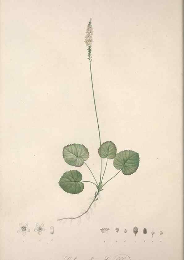 Reproducción/Reproduction 49498962928: Jardin de la Malmaison. A Paris :De l'imprimerie de Crapelet, et se trouve chez l'auteur ...,1803-1804.. 
