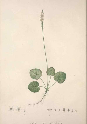 Reproducción/Reproduction 49498962928: Jardin de la Malmaison. A Paris :De l'imprimerie de Crapelet, et se trouve chez l'auteur ...,1803-1804.. 