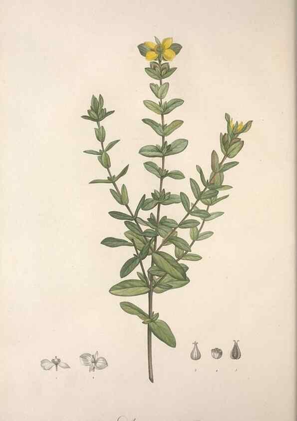 Reproducción/Reproduction 49498967678: Jardin de la Malmaison. A Paris :De l'imprimerie de Crapelet, et se trouve chez l'auteur ...,1803-1804.. 