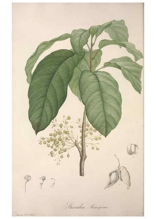 Reproducción/Reproduction 49498967883: Jardin de la Malmaison. A Paris :De l'imprimerie de Crapelet, et se trouve chez l'auteur ...,1803-1804.. 