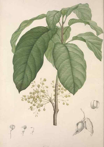 Reproducción/Reproduction 49498967883: Jardin de la Malmaison. A Paris :De l'imprimerie de Crapelet, et se trouve chez l'auteur ...,1803-1804.. 