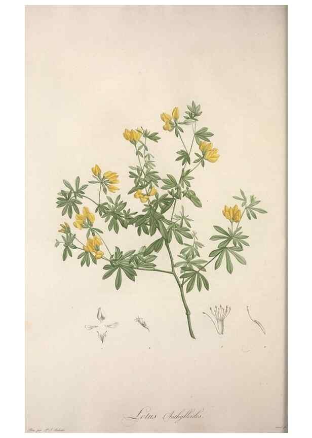Reproducción/Reproduction 49498968063: Jardin de la Malmaison. A Paris :De l'imprimerie de Crapelet, et se trouve chez l'auteur ...,1803-1804.. 
