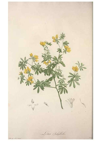 Reproducción/Reproduction 49498968063: Jardin de la Malmaison. A Paris :De l'imprimerie de Crapelet, et se trouve chez l'auteur ...,1803-1804.. 