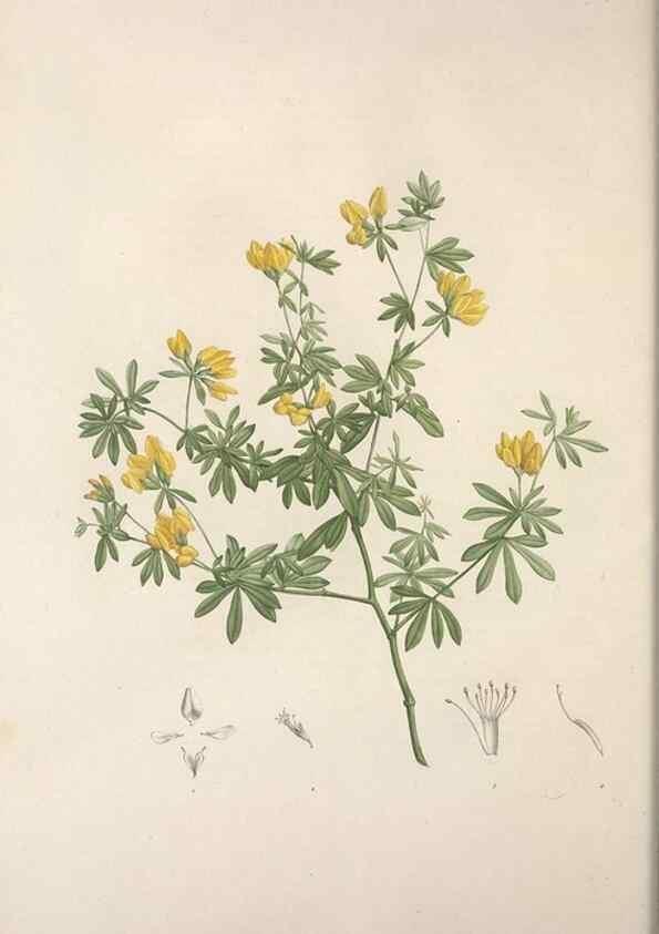 Reproducción/Reproduction 49498968063: Jardin de la Malmaison. A Paris :De l'imprimerie de Crapelet, et se trouve chez l'auteur ...,1803-1804.. 