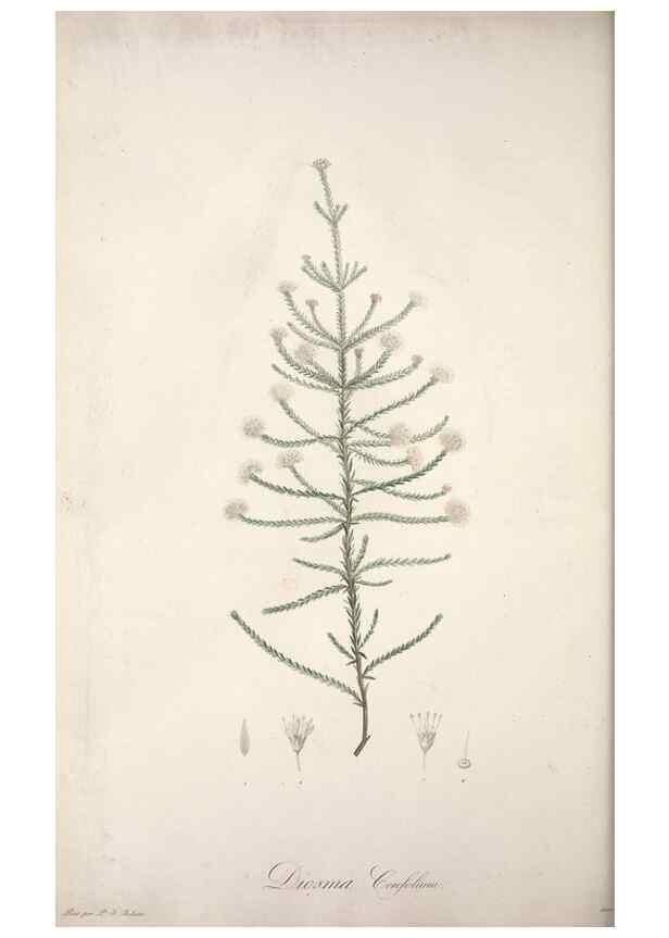 Reproducción/Reproduction 49499690842: Jardin de la Malmaison. A Paris :De l'imprimerie de Crapelet, et se trouve chez l'auteur ...,1803-1804.. 