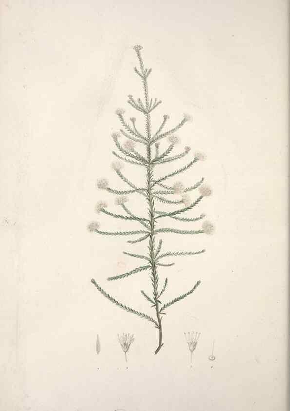 Reproducción/Reproduction 49499690842: Jardin de la Malmaison. A Paris :De l'imprimerie de Crapelet, et se trouve chez l'auteur ...,1803-1804.. 