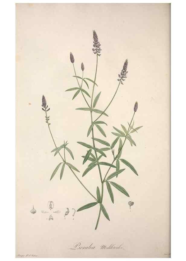 Reproducción/Reproduction 49499691112: Jardin de la Malmaison. A Paris :De l'imprimerie de Crapelet, et se trouve chez l'auteur ...,1803-1804.. 