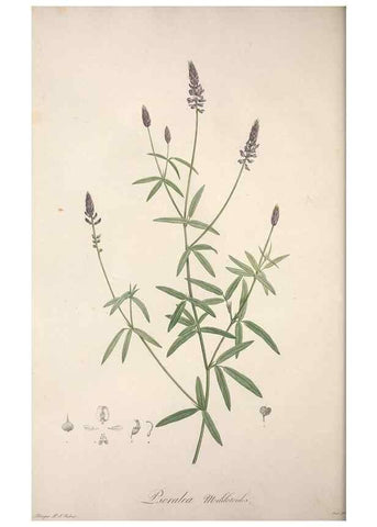 Reproducción/Reproduction 49499691112: Jardin de la Malmaison. A Paris :De l'imprimerie de Crapelet, et se trouve chez l'auteur ...,1803-1804.. 