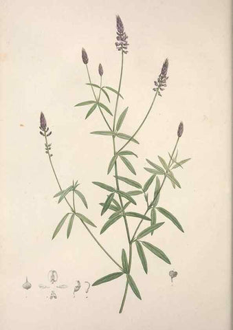 Reproducción/Reproduction 49499691112: Jardin de la Malmaison. A Paris :De l'imprimerie de Crapelet, et se trouve chez l'auteur ...,1803-1804.. 