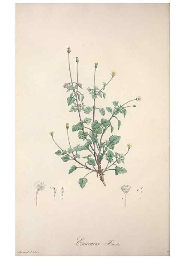 Reproducción/Reproduction 49499691302: Jardin de la Malmaison. A Paris :De l'imprimerie de Crapelet, et se trouve chez l'auteur ...,1803-1804.. 
