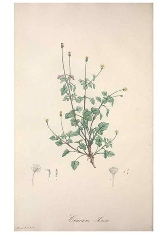 Reproducción/Reproduction 49499691302: Jardin de la Malmaison. A Paris :De l'imprimerie de Crapelet, et se trouve chez l'auteur ...,1803-1804.. 