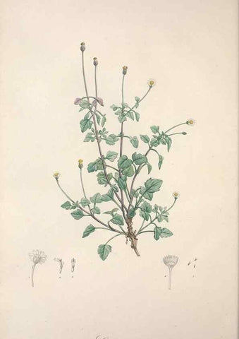 Reproducción/Reproduction 49499691302: Jardin de la Malmaison. A Paris :De l'imprimerie de Crapelet, et se trouve chez l'auteur ...,1803-1804.. 