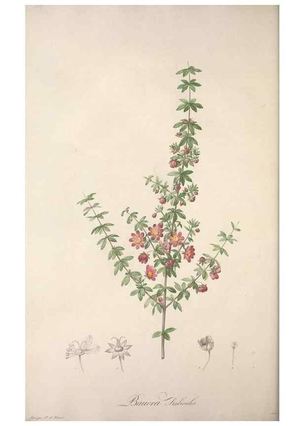 Reproducción/Reproduction 49499467296: Jardin de la Malmaison. A Paris :De l'imprimerie de Crapelet, et se trouve chez l'auteur ...,1803-1804.. 