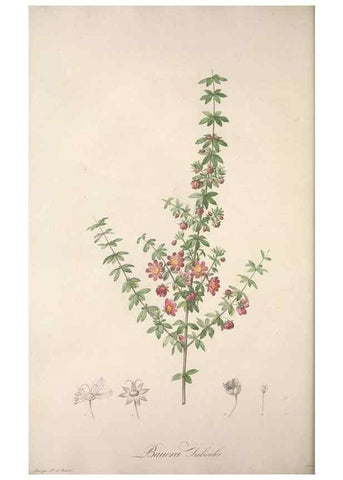 Reproducción/Reproduction 49499467296: Jardin de la Malmaison. A Paris :De l'imprimerie de Crapelet, et se trouve chez l'auteur ...,1803-1804.. 