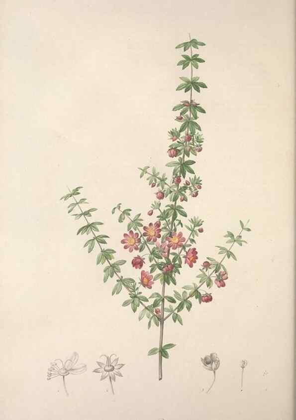 Reproducción/Reproduction 49499467296: Jardin de la Malmaison. A Paris :De l'imprimerie de Crapelet, et se trouve chez l'auteur ...,1803-1804.. 