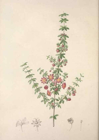 Reproducción/Reproduction 49499467296: Jardin de la Malmaison. A Paris :De l'imprimerie de Crapelet, et se trouve chez l'auteur ...,1803-1804.. 