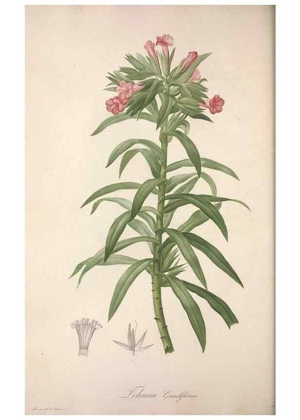 Reproducción/Reproduction 49498969193: Jardin de la Malmaison. A Paris :De l'imprimerie de Crapelet, et se trouve chez l'auteur ...,1803-1804.. 