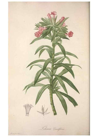 Reproducción/Reproduction 49498969193: Jardin de la Malmaison. A Paris :De l'imprimerie de Crapelet, et se trouve chez l'auteur ...,1803-1804.. 