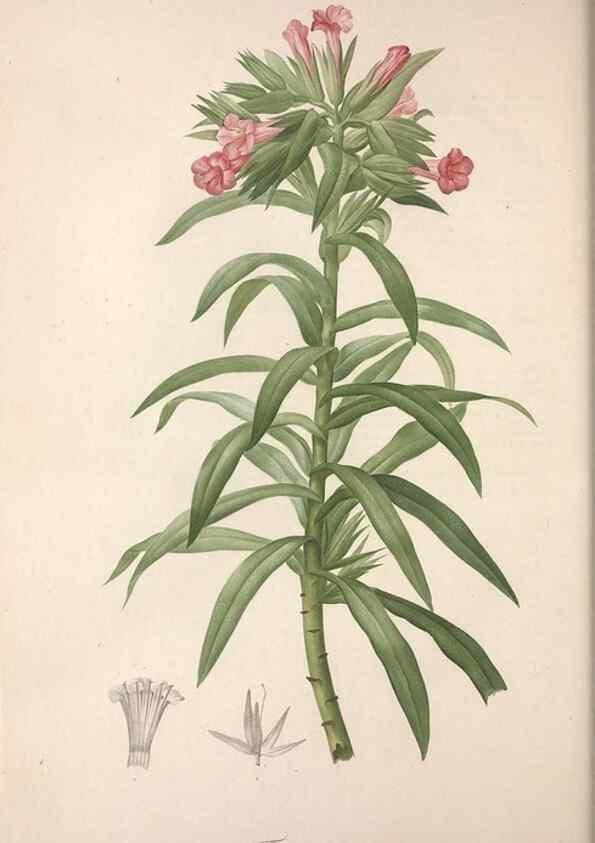 Reproducción/Reproduction 49498969193: Jardin de la Malmaison. A Paris :De l'imprimerie de Crapelet, et se trouve chez l'auteur ...,1803-1804.. 