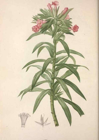 Reproducción/Reproduction 49498969193: Jardin de la Malmaison. A Paris :De l'imprimerie de Crapelet, et se trouve chez l'auteur ...,1803-1804.. 