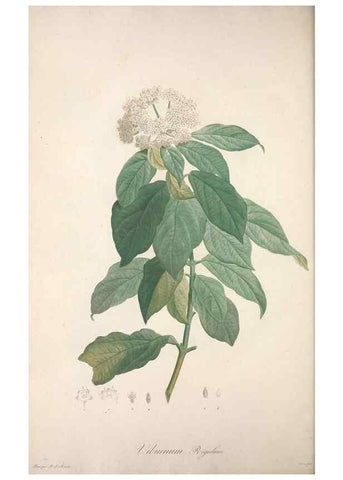 Reproducción/Reproduction 49499691817: Jardin de la Malmaison. A Paris :De l'imprimerie de Crapelet, et se trouve chez l'auteur ...,1803-1804.. 