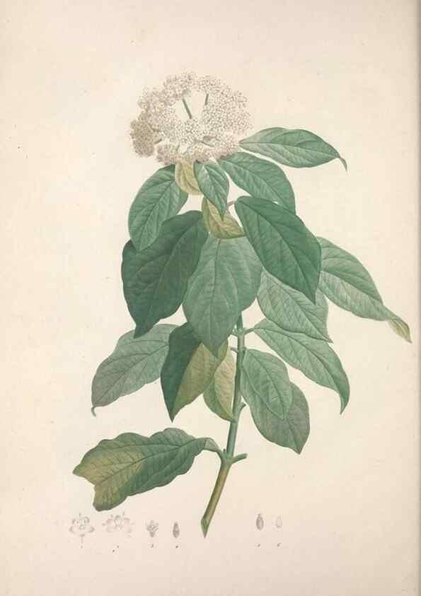 Reproducción/Reproduction 49499691817: Jardin de la Malmaison. A Paris :De l'imprimerie de Crapelet, et se trouve chez l'auteur ...,1803-1804.. 