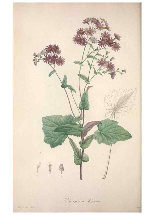 Reproducción/Reproduction 49499467801: Jardin de la Malmaison. A Paris :De l'imprimerie de Crapelet, et se trouve chez l'auteur ...,1803-1804.. 