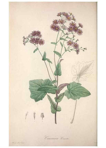 Reproducción/Reproduction 49499467801: Jardin de la Malmaison. A Paris :De l'imprimerie de Crapelet, et se trouve chez l'auteur ...,1803-1804.. 