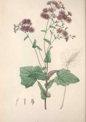 Reproducción/Reproduction 49499467801: Jardin de la Malmaison. A Paris :De l'imprimerie de Crapelet, et se trouve chez l'auteur ...,1803-1804.. 