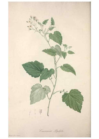 Reproducción/Reproduction 49499467951: Jardin de la Malmaison. A Paris :De l'imprimerie de Crapelet, et se trouve chez l'auteur ...,1803-1804.. 