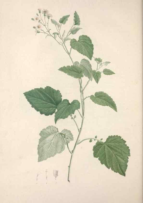 Reproducción/Reproduction 49499467951: Jardin de la Malmaison. A Paris :De l'imprimerie de Crapelet, et se trouve chez l'auteur ...,1803-1804.. 