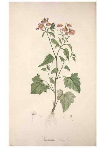 Reproducción/Reproduction 49499692387: Jardin de la Malmaison. A Paris :De l'imprimerie de Crapelet, et se trouve chez l'auteur ...,1803-1804.. 