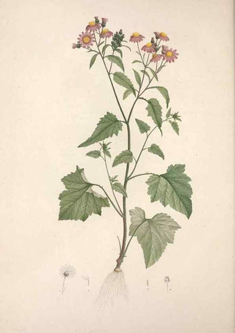Reproducción/Reproduction 49499692387: Jardin de la Malmaison. A Paris :De l'imprimerie de Crapelet, et se trouve chez l'auteur ...,1803-1804.. 