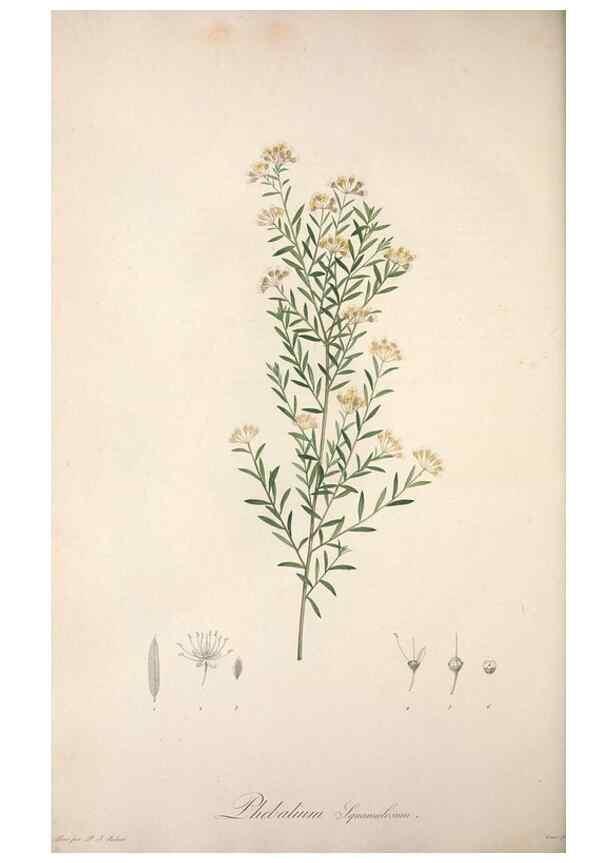 Reproducción/Reproduction 49499692577: Jardin de la Malmaison. A Paris :De l'imprimerie de Crapelet, et se trouve chez l'auteur ...,1803-1804.. 