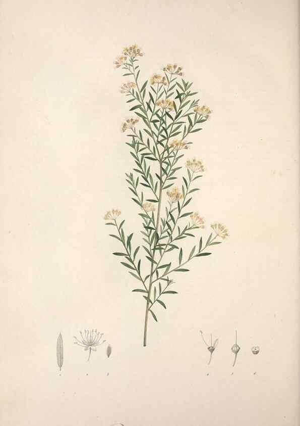 Reproducción/Reproduction 49499692577: Jardin de la Malmaison. A Paris :De l'imprimerie de Crapelet, et se trouve chez l'auteur ...,1803-1804.. 