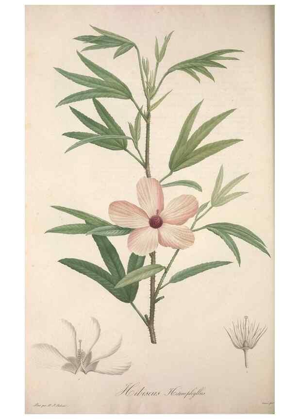 Reproducción/Reproduction 49498970313: Jardin de la Malmaison. A Paris :De l'imprimerie de Crapelet, et se trouve chez l'auteur ...,1803-1804.. 