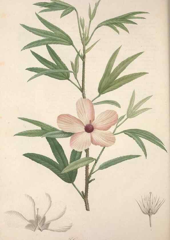 Reproducción/Reproduction 49498970313: Jardin de la Malmaison. A Paris :De l'imprimerie de Crapelet, et se trouve chez l'auteur ...,1803-1804.. 