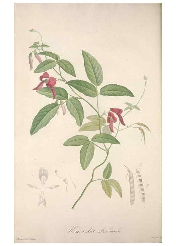 Reproducción/Reproduction 49498970563: Jardin de la Malmaison. A Paris :De l'imprimerie de Crapelet, et se trouve chez l'auteur ...,1803-1804.. 