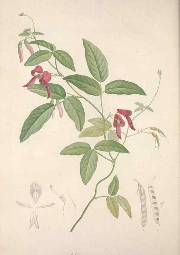 Reproducción/Reproduction 49498970563: Jardin de la Malmaison. A Paris :De l'imprimerie de Crapelet, et se trouve chez l'auteur ...,1803-1804.. 
