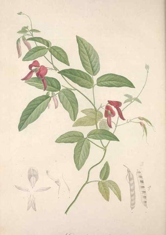 Reproducción/Reproduction 49498970563: Jardin de la Malmaison. A Paris :De l'imprimerie de Crapelet, et se trouve chez l'auteur ...,1803-1804.. 