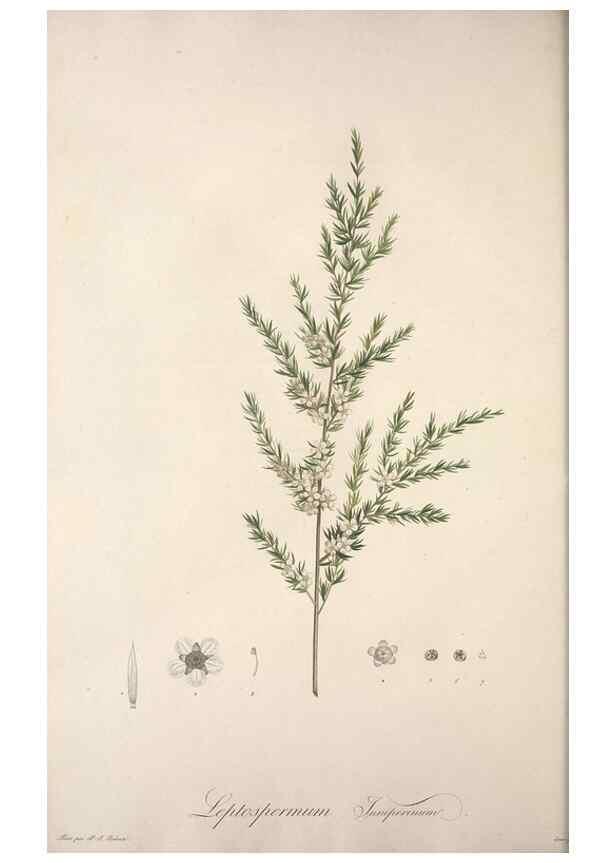 Reproducción/Reproduction 49499465961: Jardin de la Malmaison. A Paris :De l'imprimerie de Crapelet, et se trouve chez l'auteur ...,1803-1804.. 