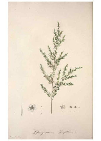 Reproducción/Reproduction 49499465961: Jardin de la Malmaison. A Paris :De l'imprimerie de Crapelet, et se trouve chez l'auteur ...,1803-1804.. 