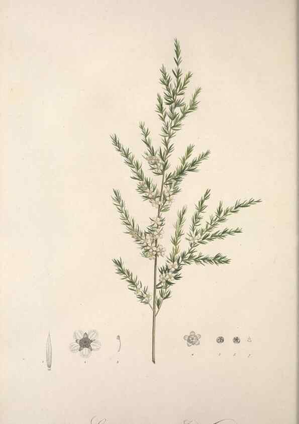 Reproducción/Reproduction 49499465961: Jardin de la Malmaison. A Paris :De l'imprimerie de Crapelet, et se trouve chez l'auteur ...,1803-1804.. 