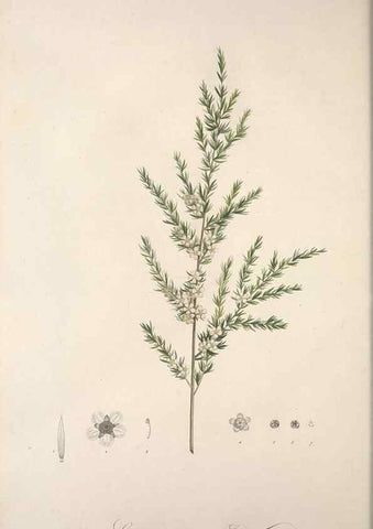 Reproducción/Reproduction 49499465961: Jardin de la Malmaison. A Paris :De l'imprimerie de Crapelet, et se trouve chez l'auteur ...,1803-1804.. 