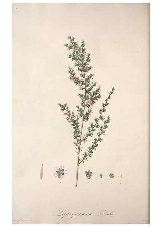 Reproducción/Reproduction 49498967333: Jardin de la Malmaison. A Paris :De l'imprimerie de Crapelet, et se trouve chez l'auteur ...,1803-1804.. 