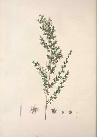 Reproducción/Reproduction 49498967333: Jardin de la Malmaison. A Paris :De l'imprimerie de Crapelet, et se trouve chez l'auteur ...,1803-1804.. 