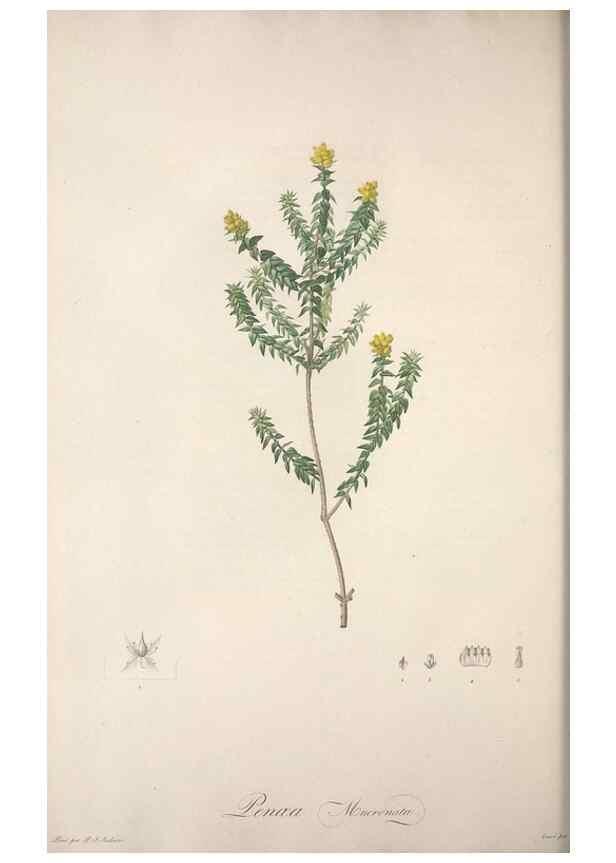 Reproducción/Reproduction 49499689507: Jardin de la Malmaison. A Paris :De l'imprimerie de Crapelet, et se trouve chez l'auteur ...,1803-1804.. 