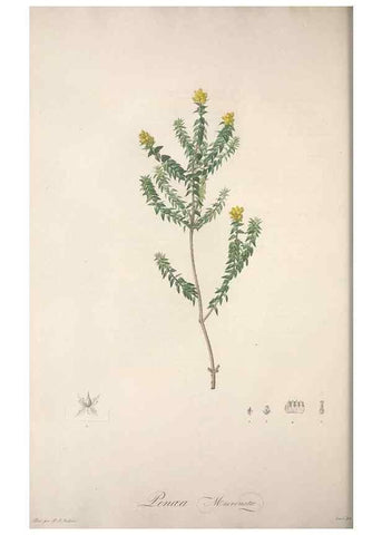 Reproducción/Reproduction 49499689507: Jardin de la Malmaison. A Paris :De l'imprimerie de Crapelet, et se trouve chez l'auteur ...,1803-1804.. 