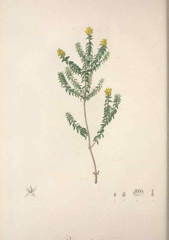 Reproducción/Reproduction 49499689507: Jardin de la Malmaison. A Paris :De l'imprimerie de Crapelet, et se trouve chez l'auteur ...,1803-1804.. 